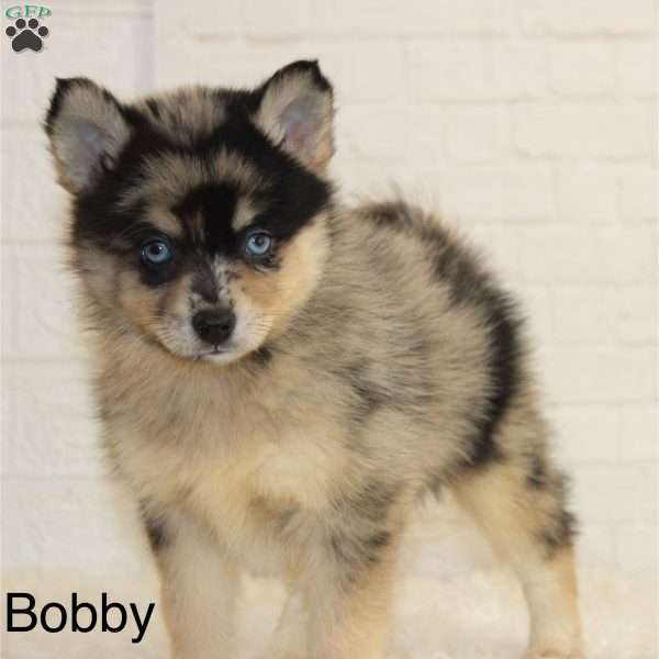 Bobby, Pomsky Puppy