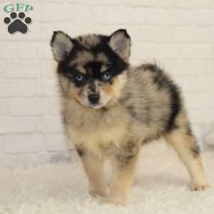 Bobby, Pomsky Puppy