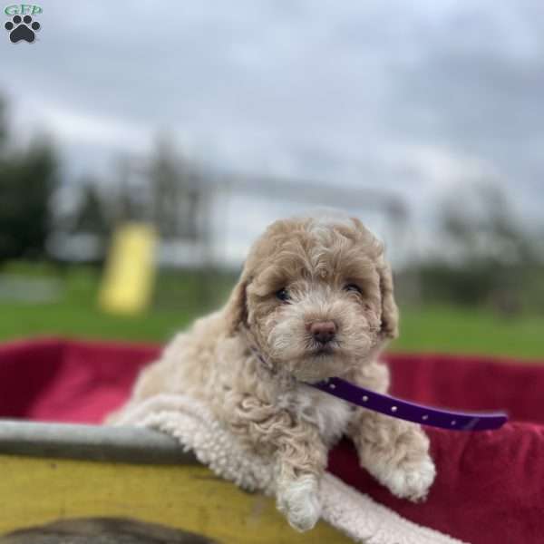 Izzy, Shih-Poo Puppy