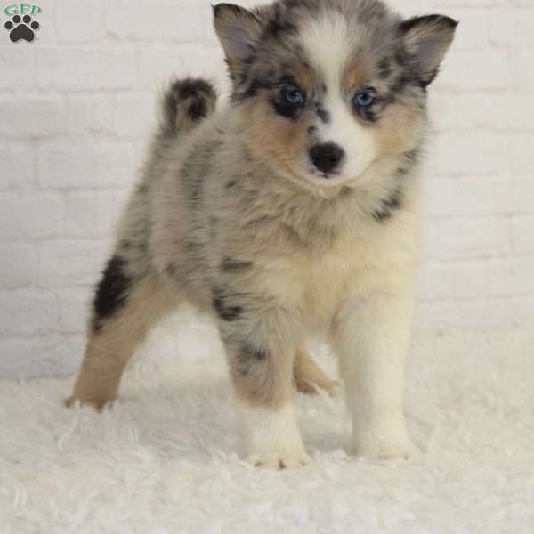 Bunny, Pomsky Puppy