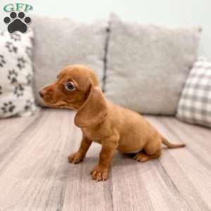 Ginger, Dachshund Puppy