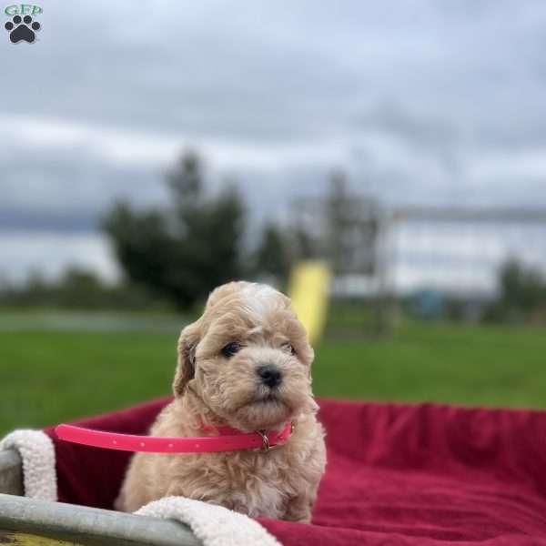 Mila, Shih-Poo Puppy