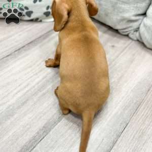 Ginger, Dachshund Puppy