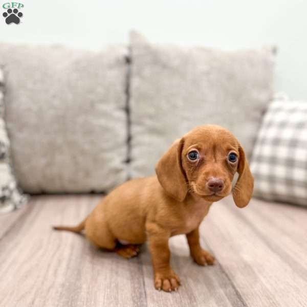 Ginger, Dachshund Puppy