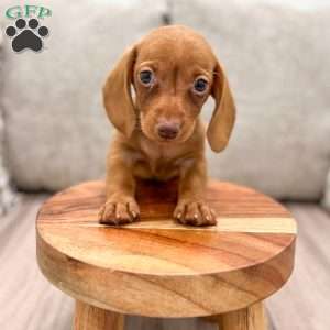 Ginger, Dachshund Puppy