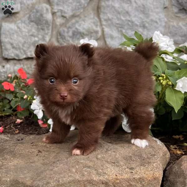 Foxy, Pomeranian Puppy