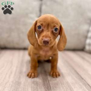 Ginger, Dachshund Puppy