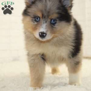 Bailey, Pomsky Puppy