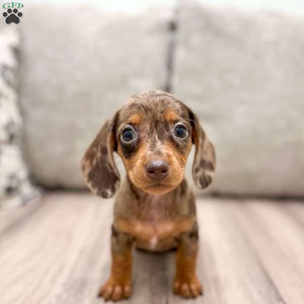 Millie, Dachshund Puppy