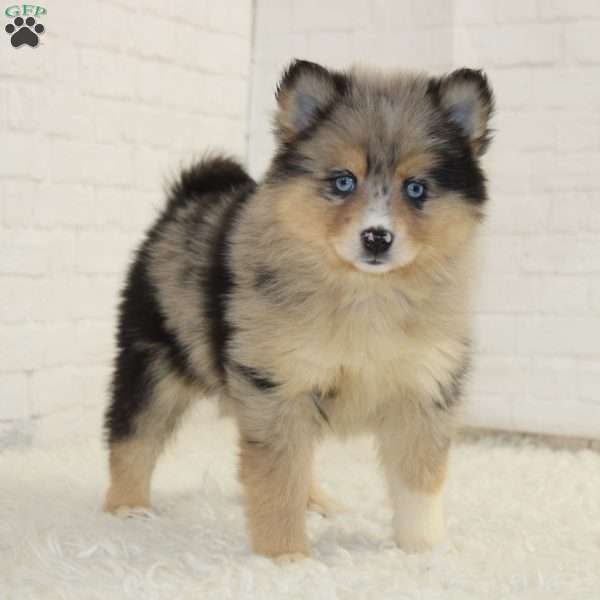 Bailey, Pomsky Puppy