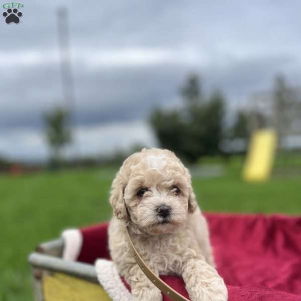 Layla, Shih-Poo Puppy