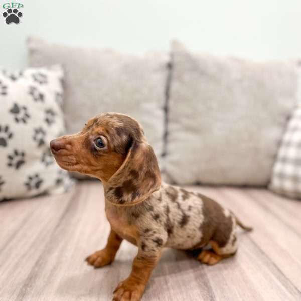 Cocoa, Dachshund Puppy