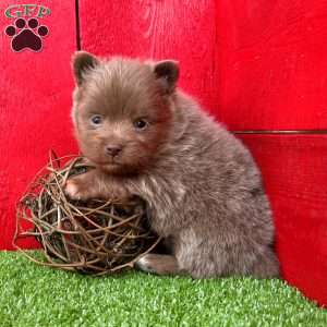 Freddy, Pomeranian Puppy