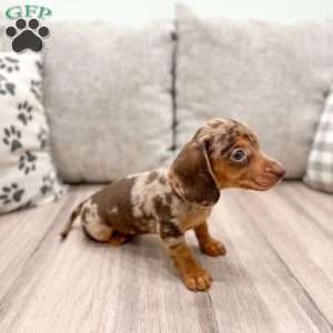 Cocoa, Dachshund Puppy