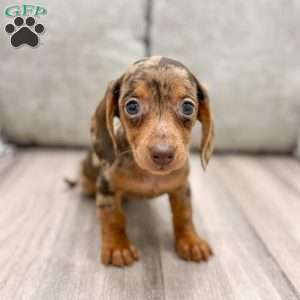 Cocoa, Dachshund Puppy