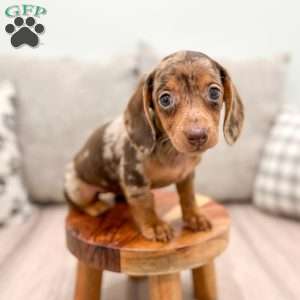 Cocoa, Dachshund Puppy