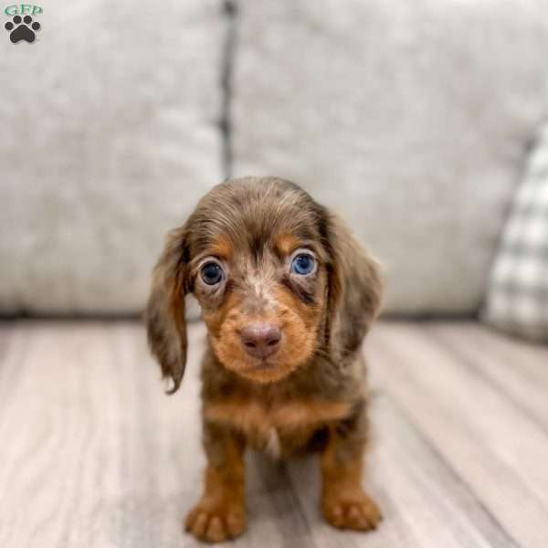 Teddy, Dachshund Puppy