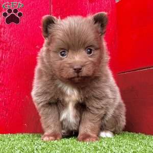 Freddy, Pomeranian Puppy