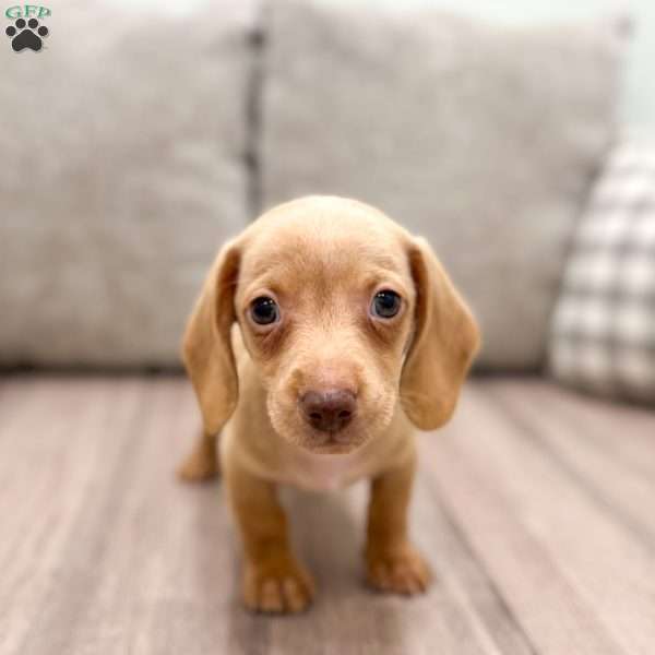 Rusty, Dachshund Puppy