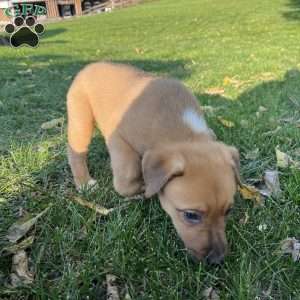 Melvin, Blue Heeler Mix Puppy