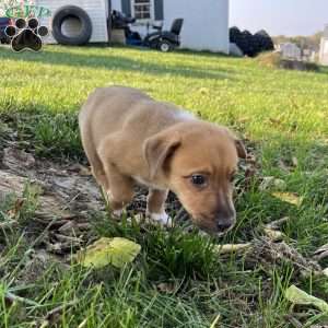 Melvin, Blue Heeler Mix Puppy