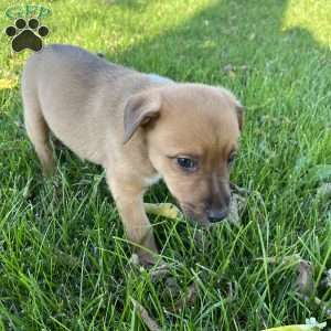 Melvin, Blue Heeler Mix Puppy