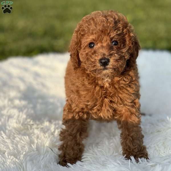 Angel, Miniature Poodle Puppy