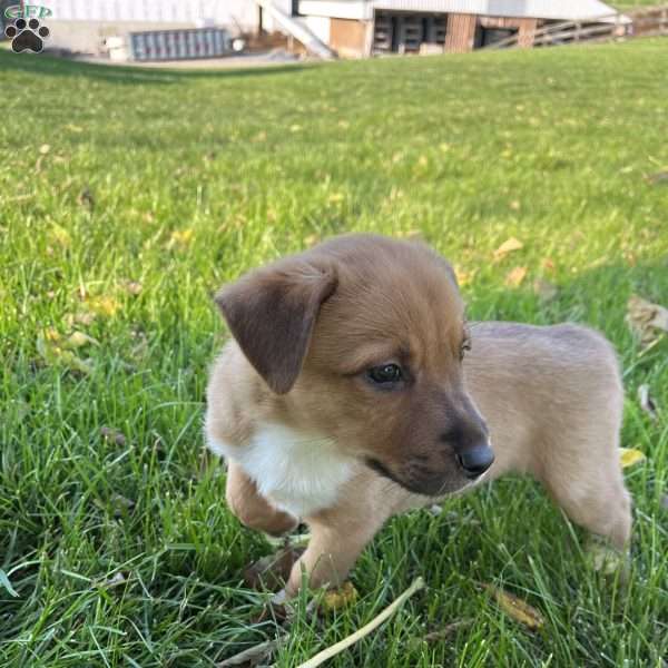 Melvin, Blue Heeler Mix Puppy