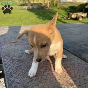 Linda, Blue Heeler Mix Puppy