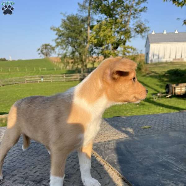 Linda, Blue Heeler Mix Puppy