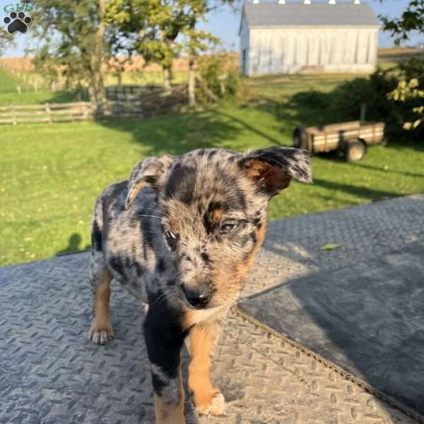 Kathryn, Blue Heeler Mix Puppy