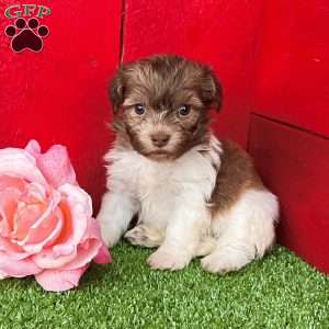 Kate, Havanese Puppy