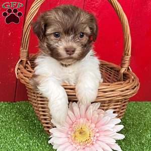 Kate, Havanese Puppy