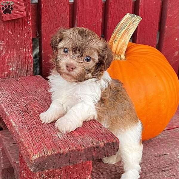 Kate, Havanese Puppy