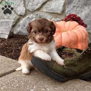 Kate, Havanese Puppy