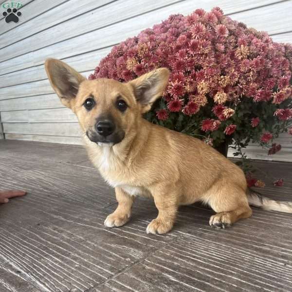 Lily, Welsh Corgi Mix Puppy