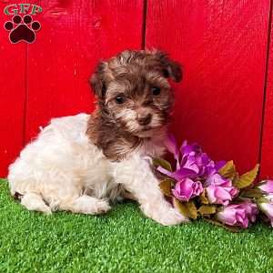 Kerri, Havanese Puppy