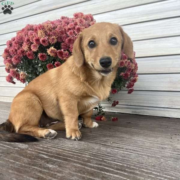 Cocoa, Welsh Corgi Mix Puppy