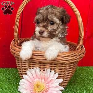 Kerri, Havanese Puppy