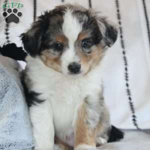 Kasper, Miniature Australian Shepherd Puppy