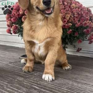 Cocoa, Welsh Corgi Mix Puppy