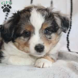 Kasper, Miniature Australian Shepherd Puppy