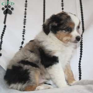 Kasper, Miniature Australian Shepherd Puppy