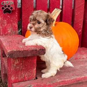 Kerri, Havanese Puppy