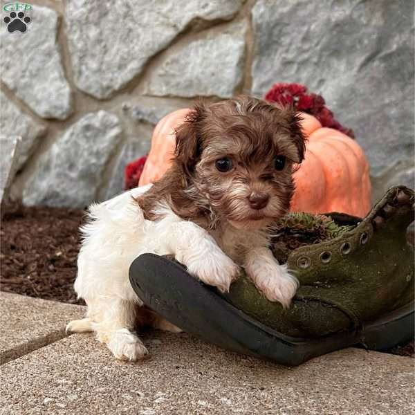 Kerri, Havanese Puppy