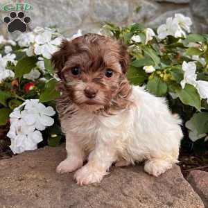 Kerri, Havanese Puppy