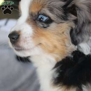 Kali, Miniature Australian Shepherd Puppy