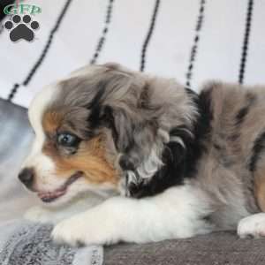 Kali, Miniature Australian Shepherd Puppy