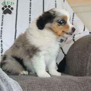 Kali, Miniature Australian Shepherd Puppy