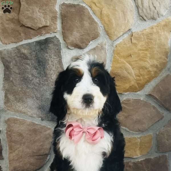 Jade, Bernedoodle Puppy